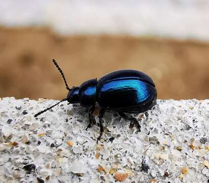 Image of <i>Gastrophysa janthina</i>