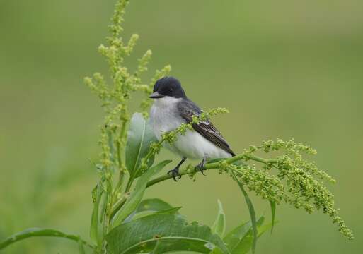 Image of Eastern Kingbird