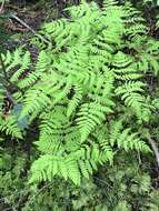 Image of Pacific oak-fern