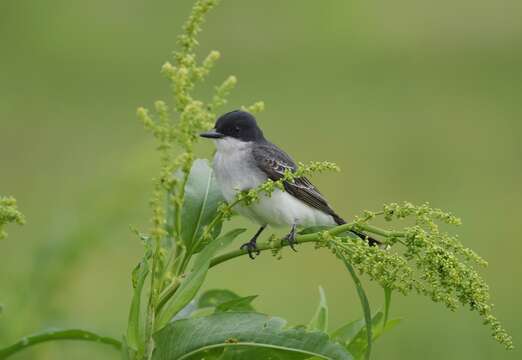 Image of Eastern Kingbird