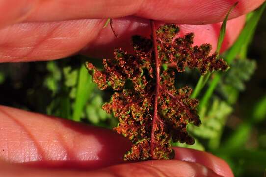 Image of Oeosporangium hispanicum (Mett.) Fraser-Jenk. & Pariyar