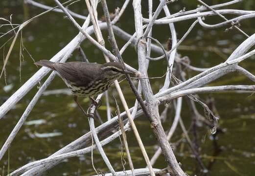 Image of Northern Waterthrush