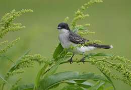 Image of Eastern Kingbird