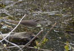 Image of Northern Waterthrush