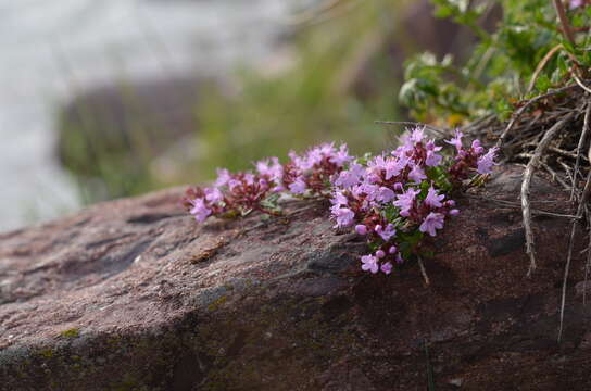 Image of Thymus seravschanicus Klokov