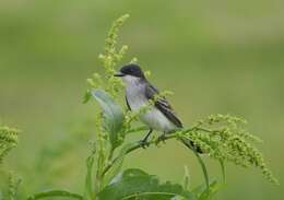 Image of Eastern Kingbird