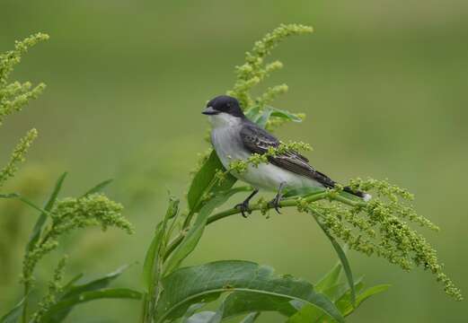 Image of Eastern Kingbird