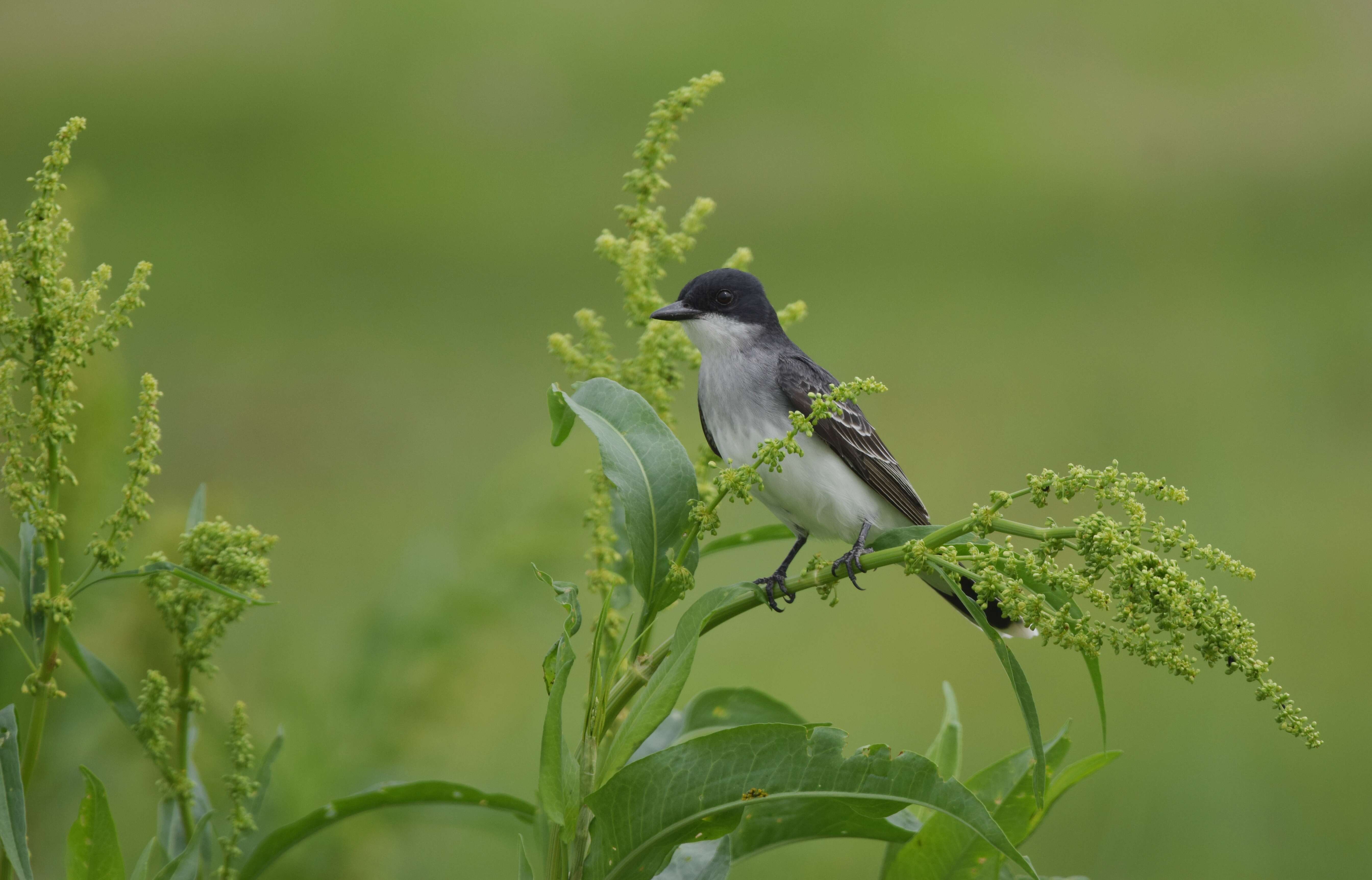 Image of Eastern Kingbird