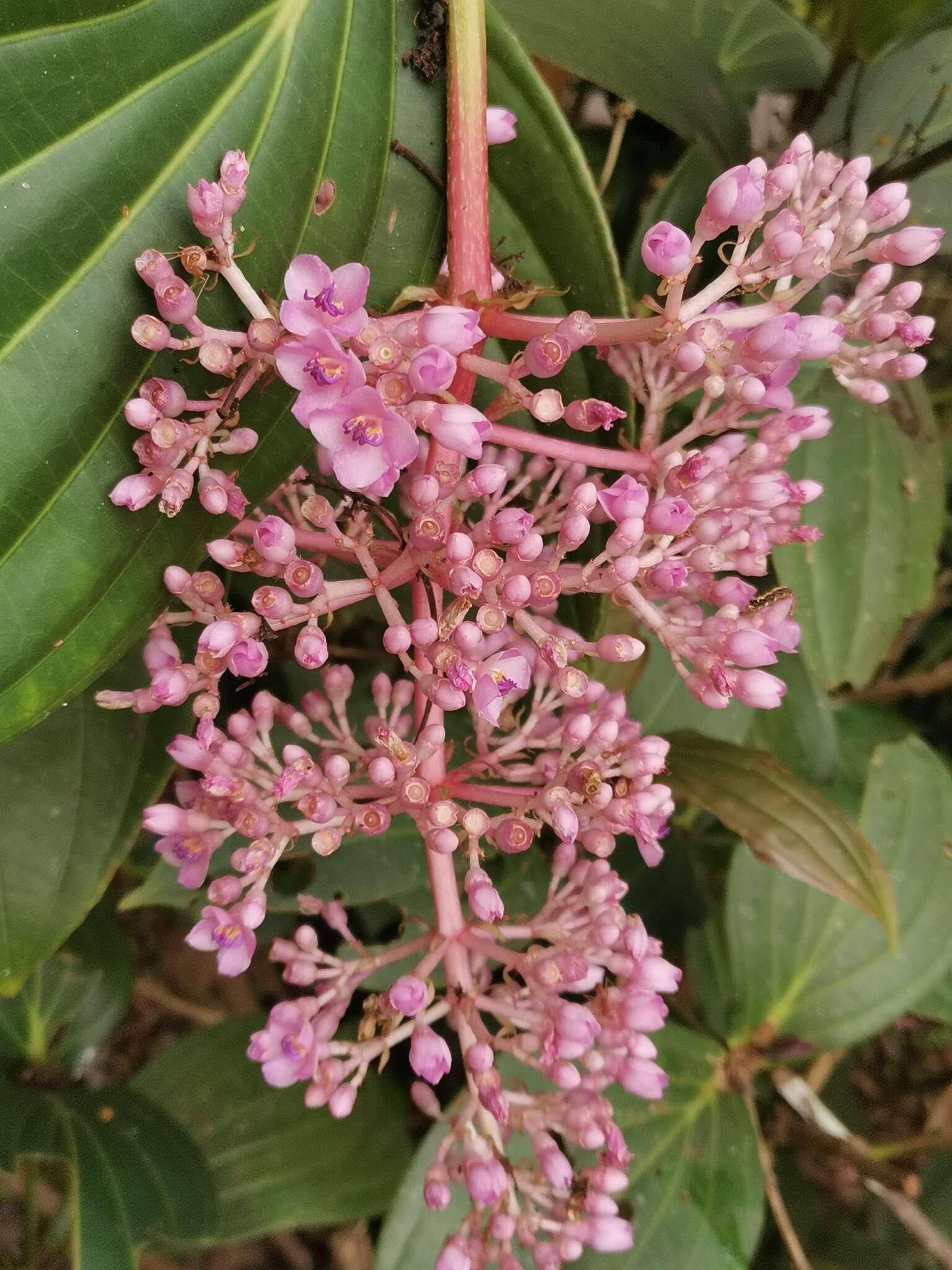 Image of Medinilla cumingii Naud.