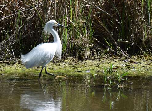 Image of Snowy Egret