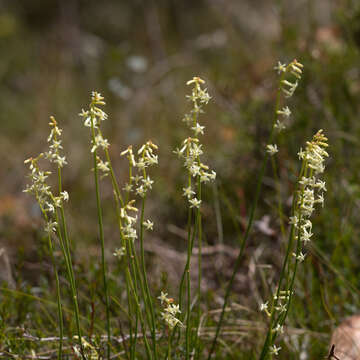 Image of Stackhousia monogyna Labill.