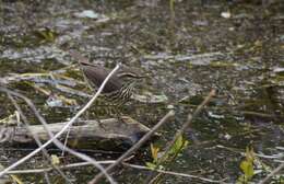 Image of Northern Waterthrush