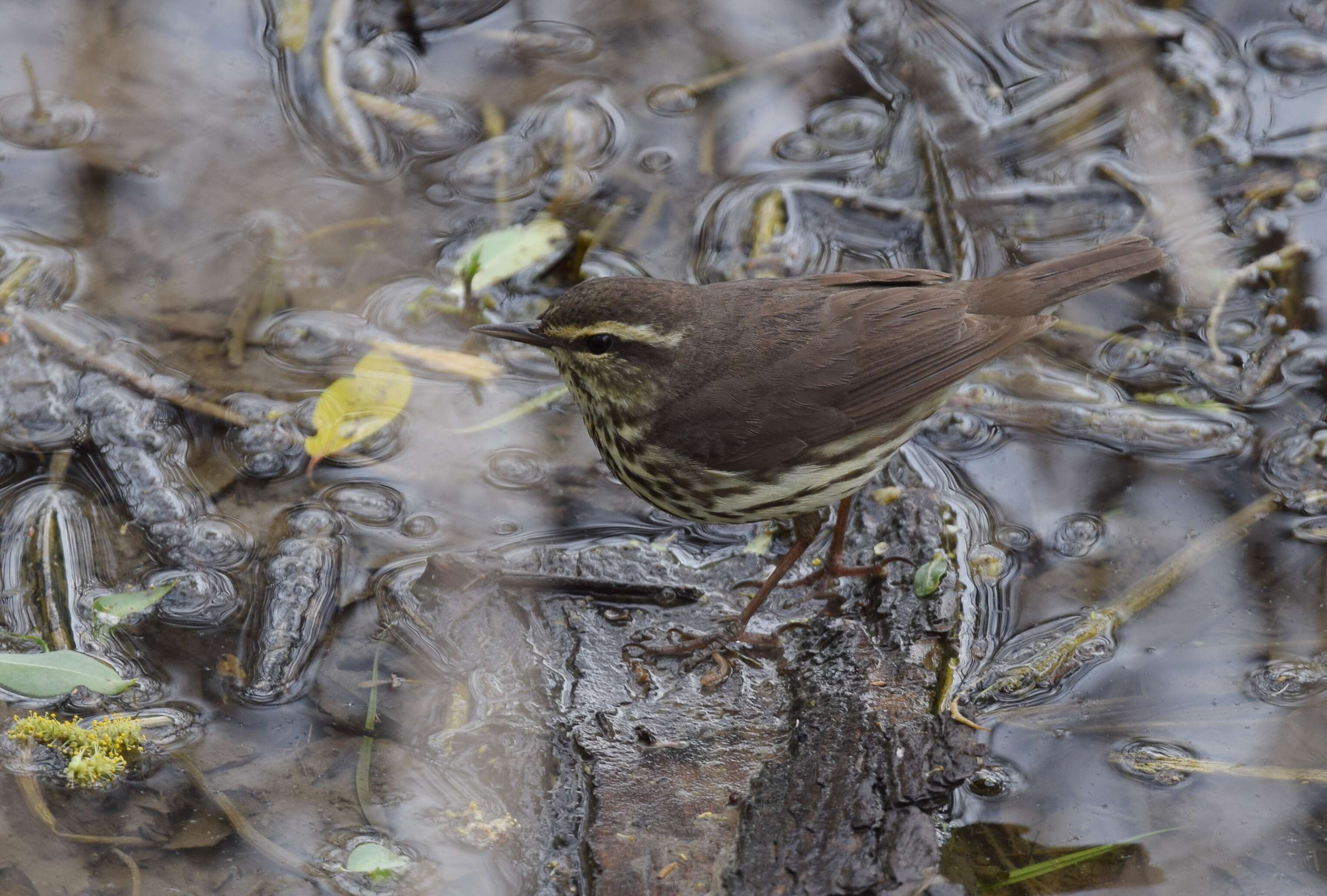 Image of Northern Waterthrush