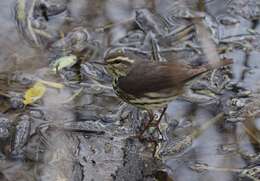 Image of Northern Waterthrush