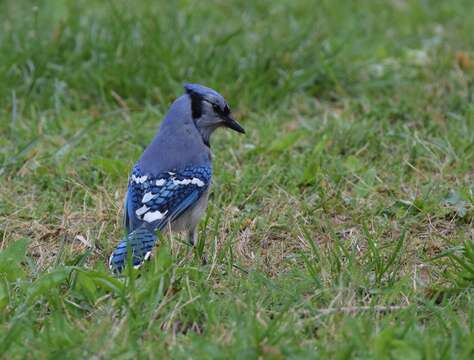 Image of Blue Jay