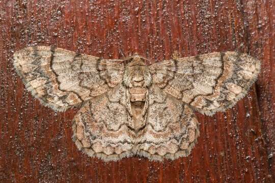 Image of Myrioblephara geniculata (Prout 1932)