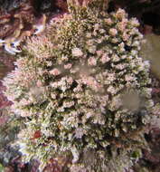Sivun Salmacina australis Haswell 1885 kuva