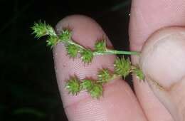 Image of greenwhite sedge