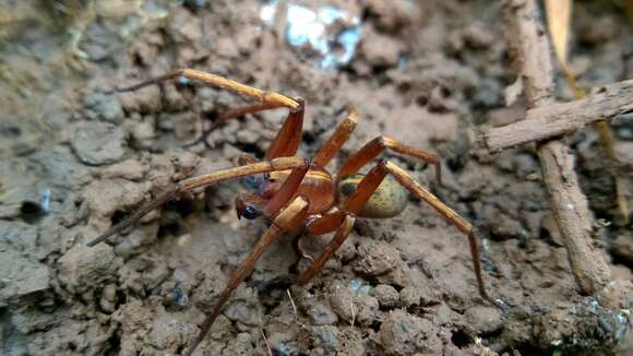 صورة Isoctenus coxalis (F. O. Pickard-Cambridge 1902)