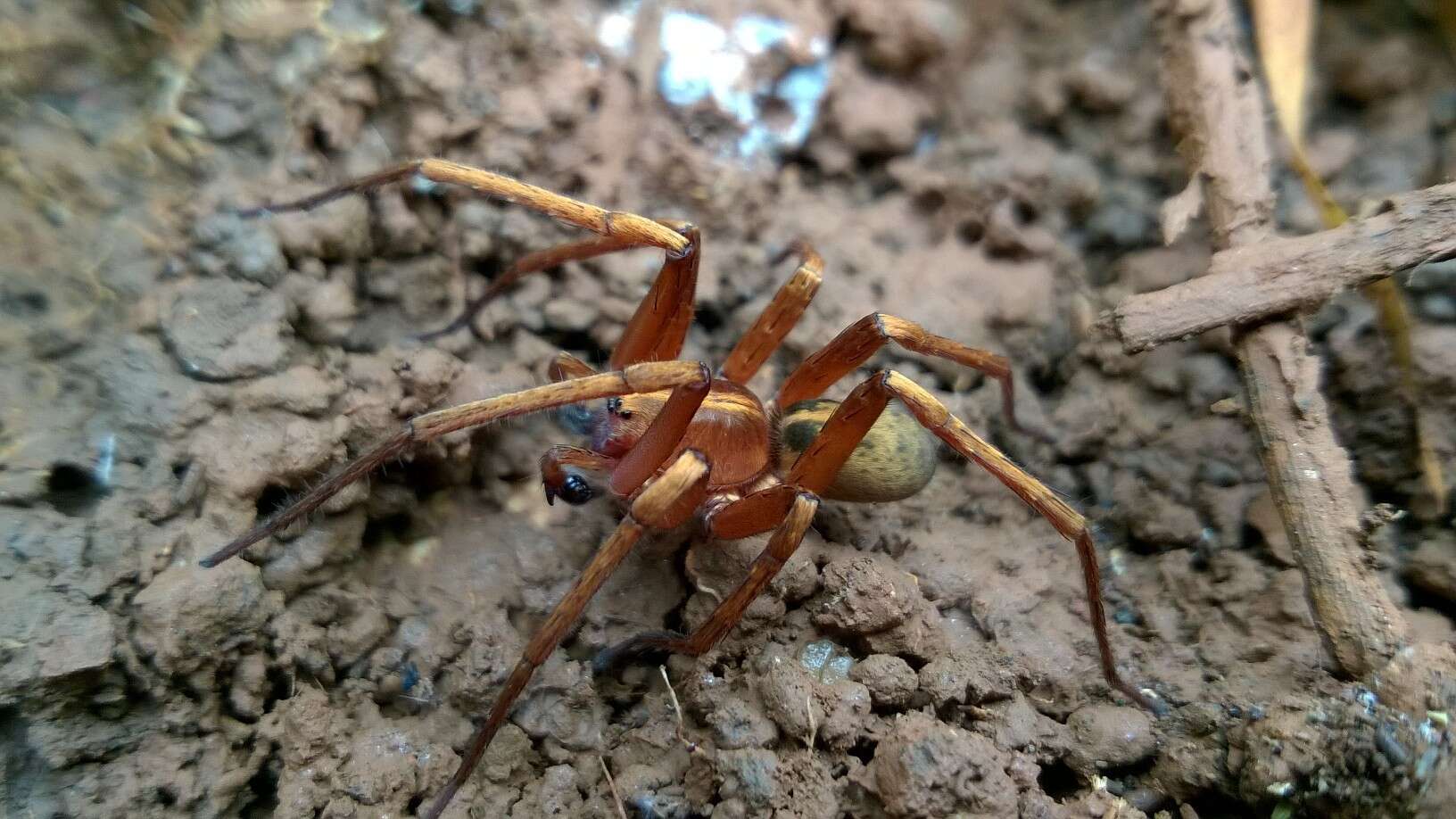 Слика од Isoctenus coxalis (F. O. Pickard-Cambridge 1902)