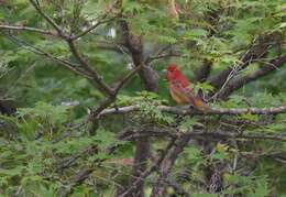 Image of Summer Tanager