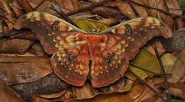 Image of Antheraea larissa (Westwood 1847)