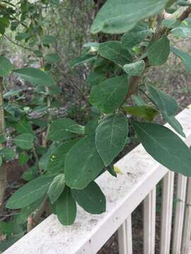 Image of potatotree