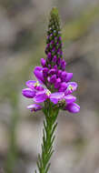 Image of Liniment Plant