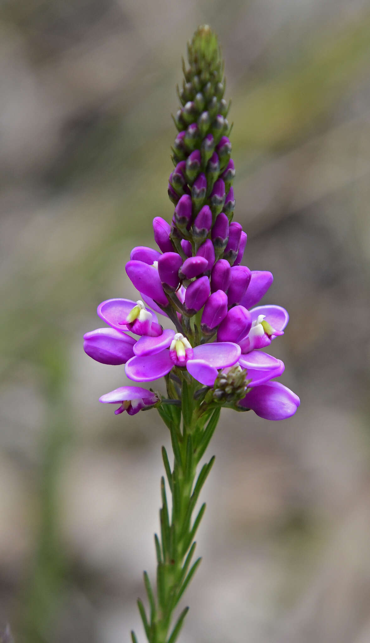 Image of Liniment Plant