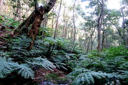 Image of Tree Fern Forest