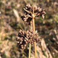 Image de Fimbristylis cymosa R. Br.