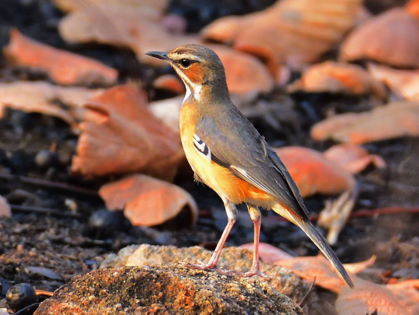 Image of Miombo Scrub Robin