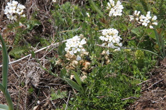 Image of Noccaea macrantha (Lipsky) F. K. Mey.