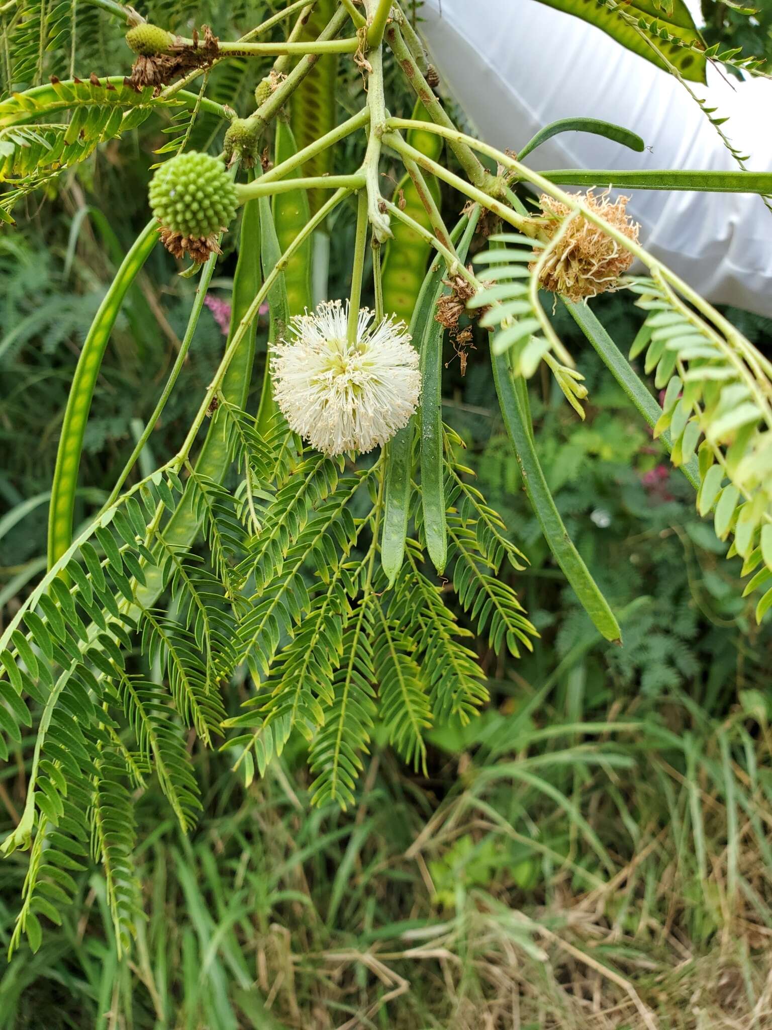 Plancia ëd Leucaena diversifolia (Schltdl.) Benth.