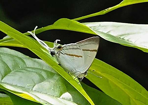 Image de Hypolycaena hatita Hewitson 1865