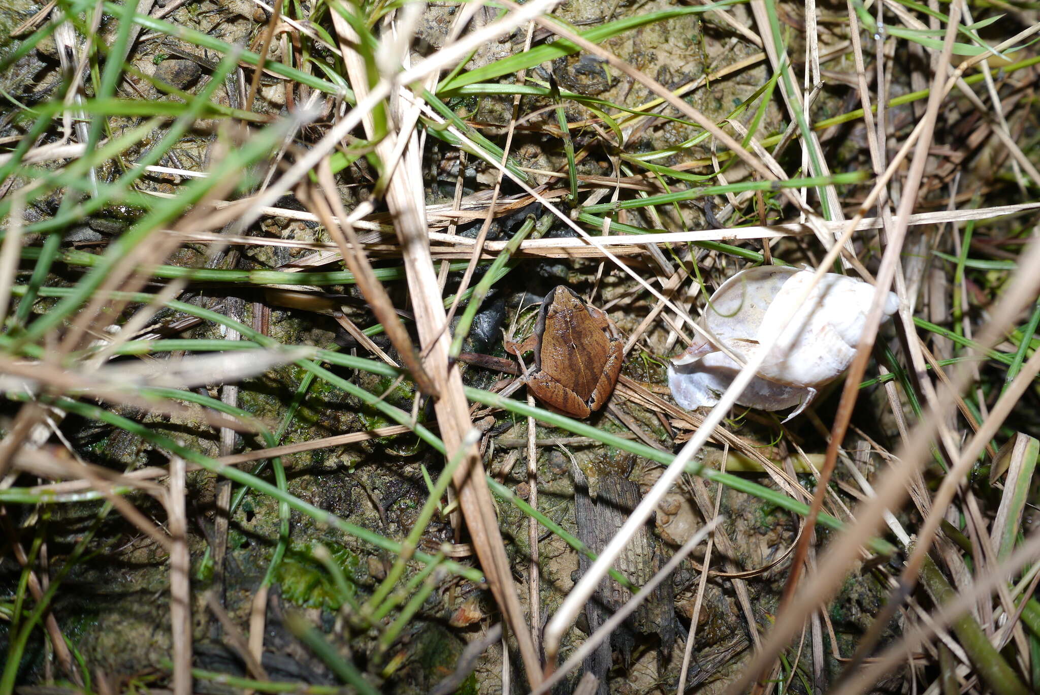 Image of Arcuate-spotted Pygmy Frog