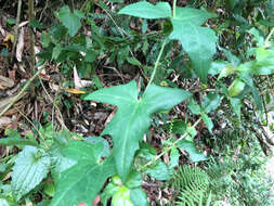 Image of Solena amplexicaulis (Lam.) Gandhi ex Saldanha & Nicolson