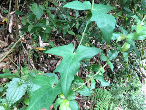 Image of Solena amplexicaulis (Lam.) Gandhi ex Saldanha & Nicolson