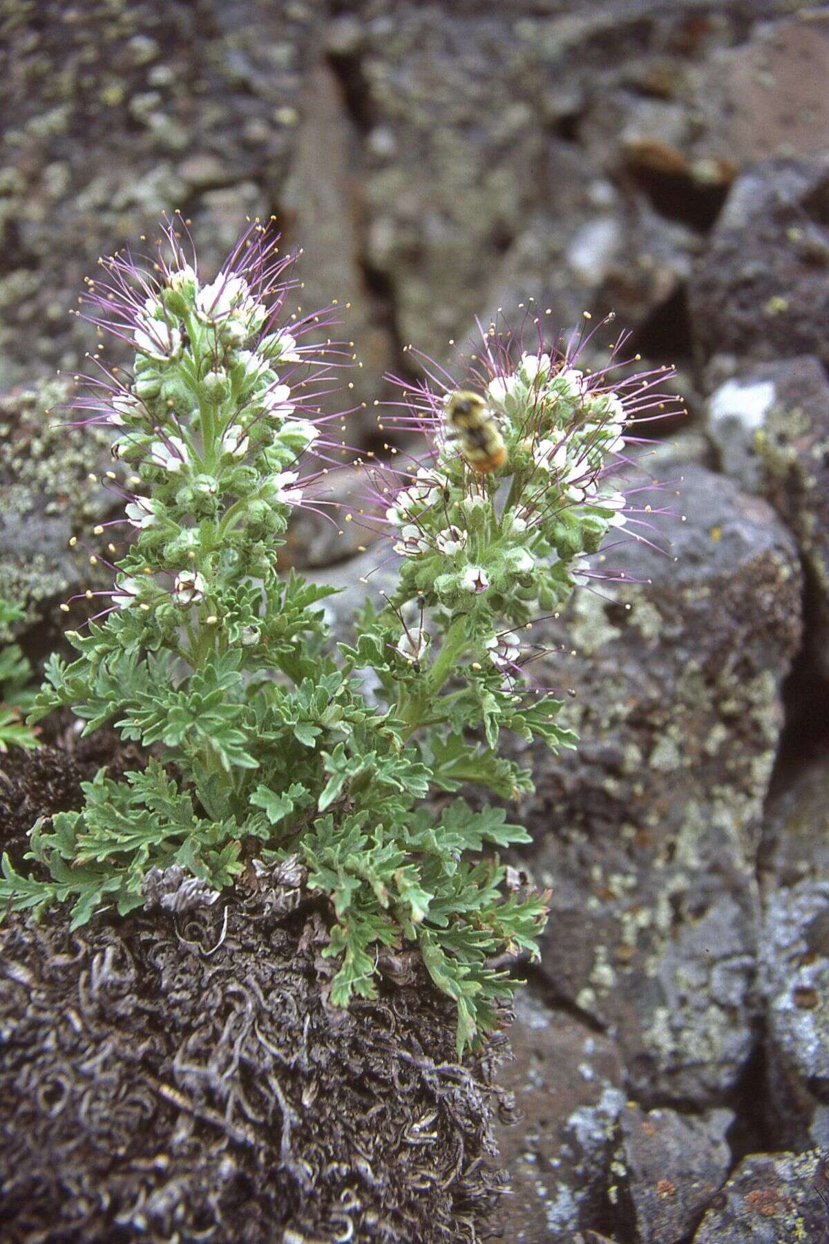 Phacelia lenta Piper的圖片