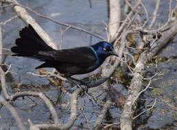 Image of Common Grackle