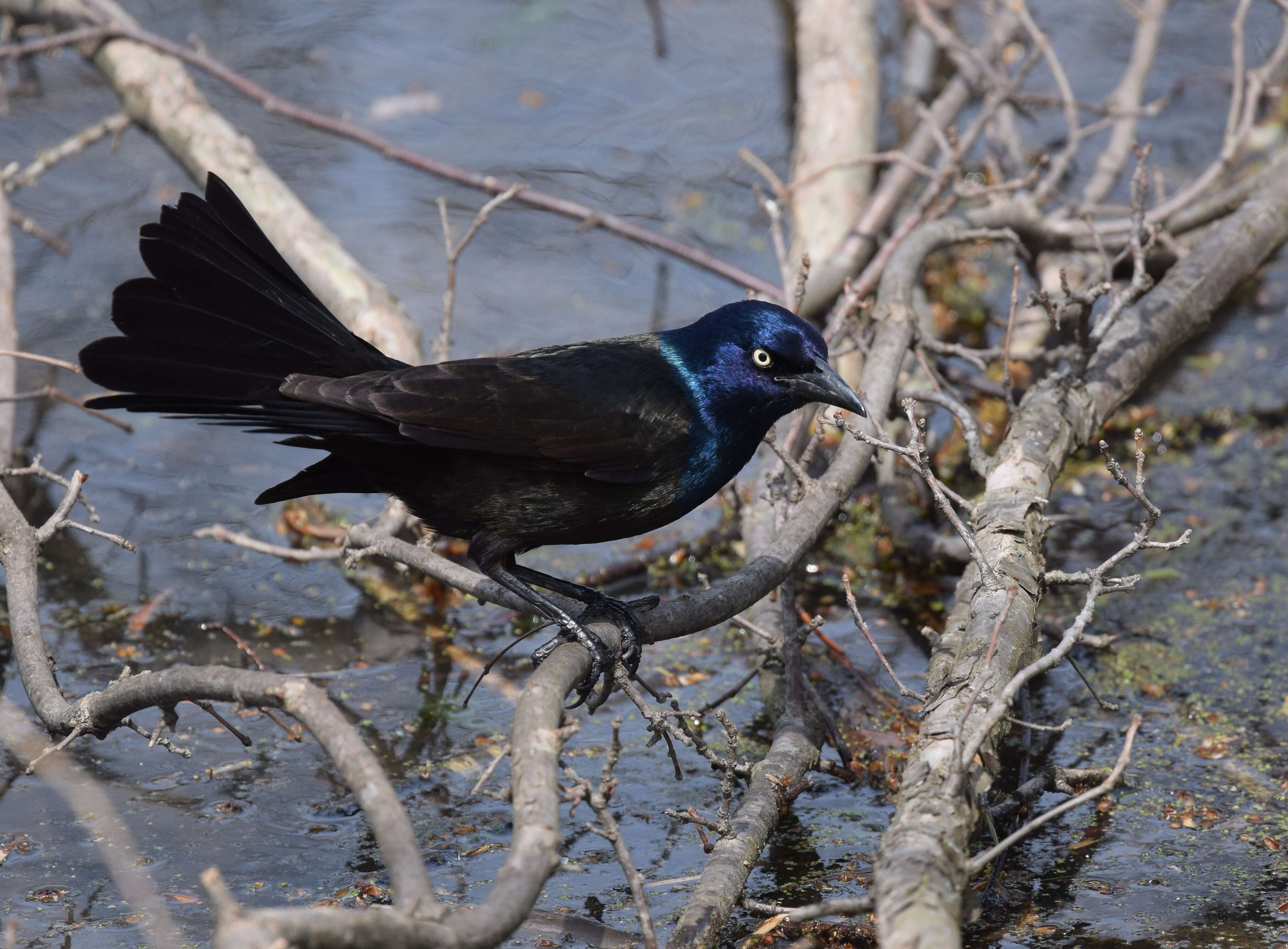 Image of Common Grackle