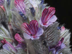 Image of Echium albicans Lag. & Rodr.