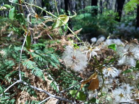 Image of Clematis pubescens Hueg. ex Endl.