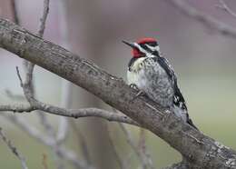 Image of Sapsucker