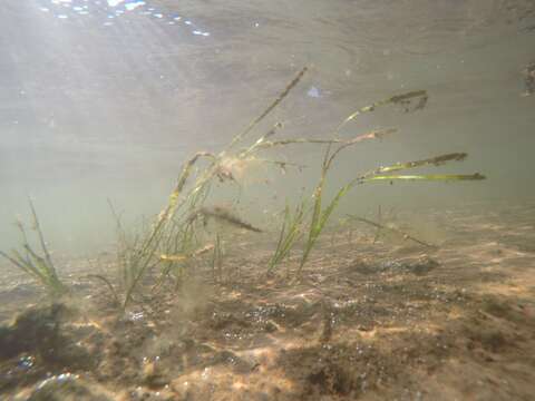 Image of Eelgrass