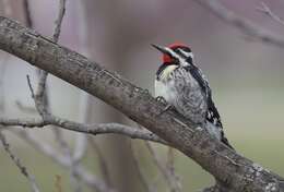 Image of Sapsucker