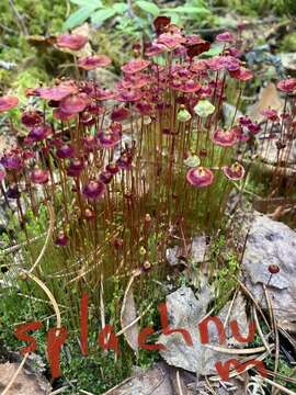 Image of brilliant red dung moss