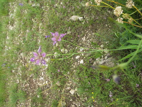 Image of Iris dichotoma Pall.