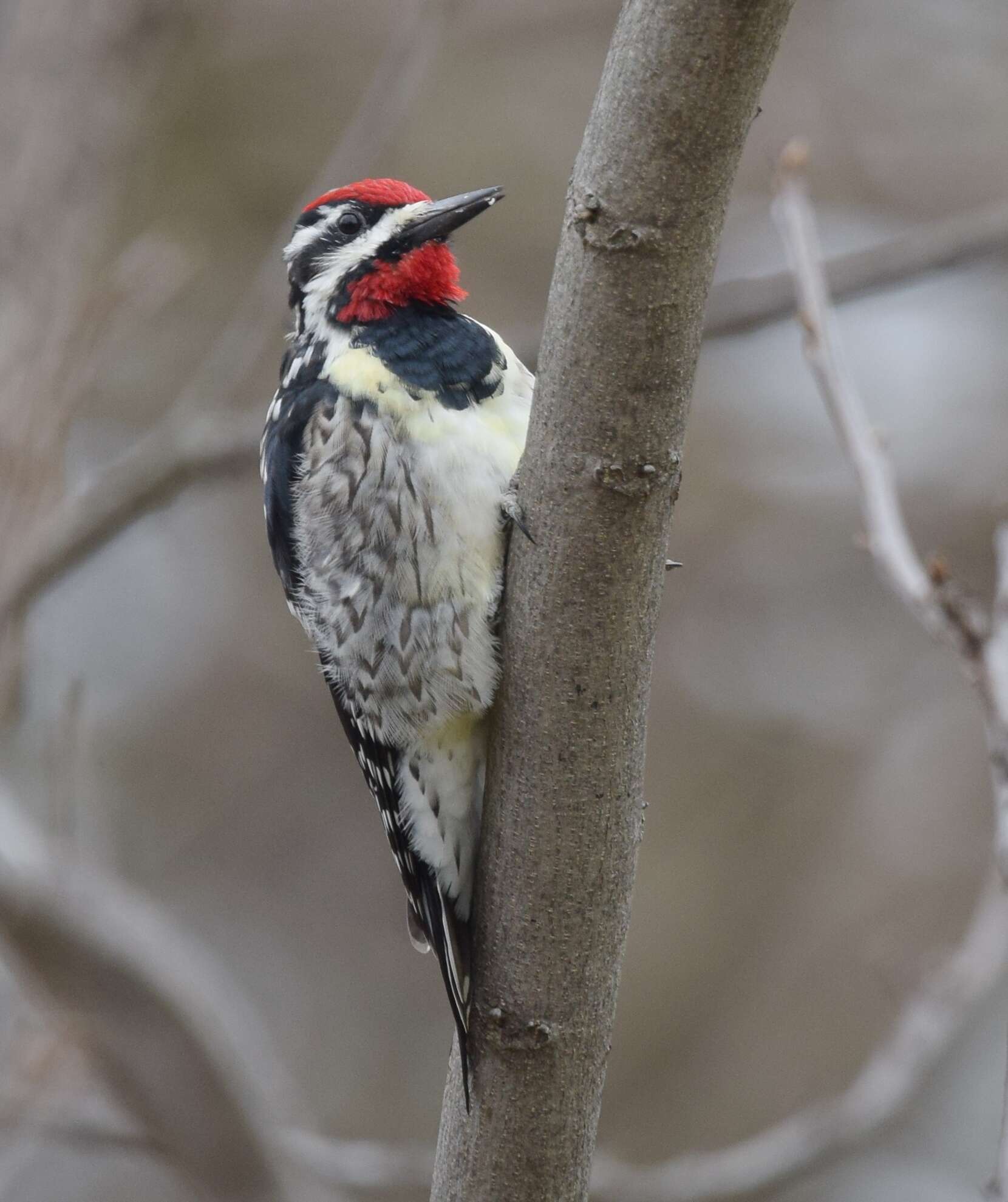 Image of Sapsucker