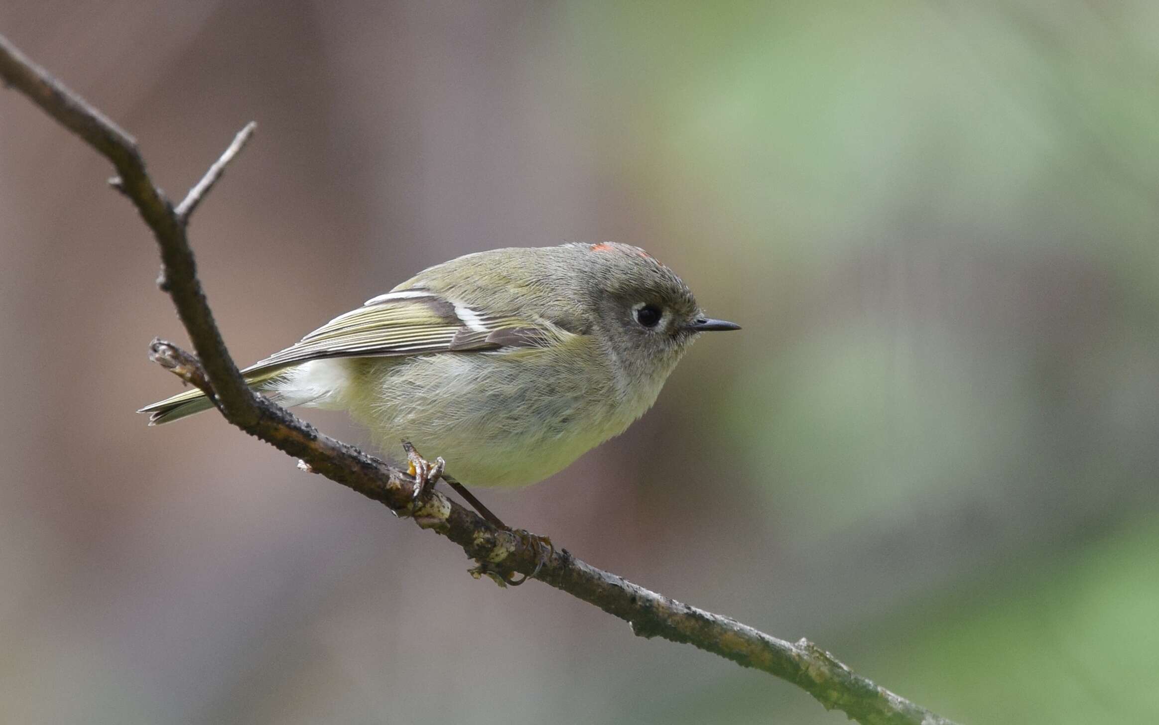 Image of goldcrests and kinglets